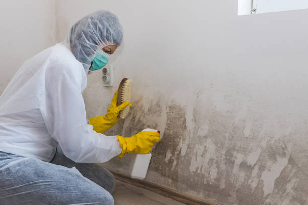 Best Post-Flood Mold Remediation in Okauchee Lake, WI