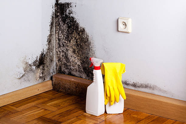 Best Kitchen Mold Remediation in Okauchee Lake, WI