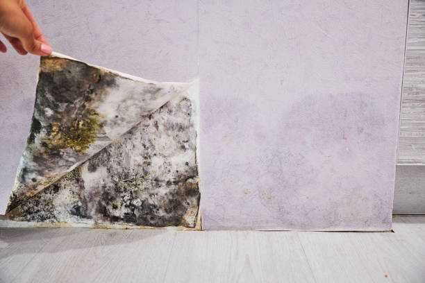 Best Localized Mold Remediation (e.g., coastal areas, humid climates) in Okauchee Lake, WI